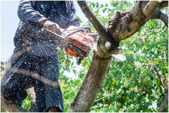 tree services Greens Landing